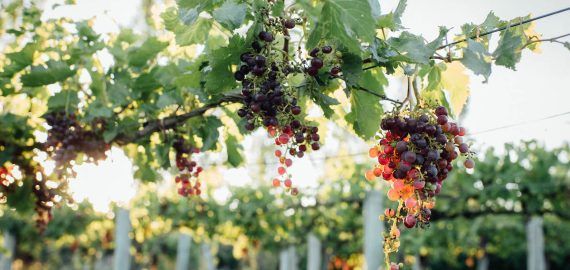 Elaboración artesanal de vino